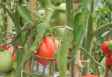 Pomidory 'Red pear' doskonałe na przetwory