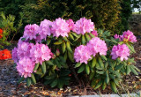 Rododendron 