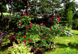 Róże parkowe - odmiana "Alexander mackenzie"