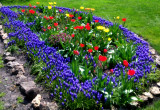 wiosna, tysiące szafirków, tulipany