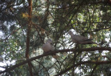 Zadomowione gołębie siwe. 