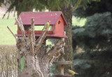 Zimą to ptaki dodają koloru naszemu ogrodowi!