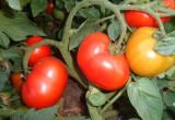 Aromatyczne pomidory. 