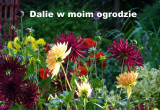 Dalia, popularnie nazywana georginią, jest wspaniałą rośliną używaną w ogrodowych aranżacjach. Zachwyca nas ogromną różnorodnością pięknych kwiatów o rozmaitych kształtach, wielkościach. Dalie to rośliny późnego lata i jesieni. Nie sposób przejść obok nic