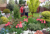 Rodzice zawsze zapraszają do naszego ogrodu już od wczesnej wiosny tulipanowej :)