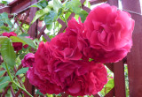 Róża pnąca kwitnie od czerwca do lipca.