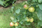 W tym roku mam 10 swoich jabłek!
