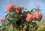 Róża typu rambler (zdj.: Fotolia.com)