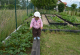 Trzeba sprawdzić czy "ogrodzenie" ogródka warzywno-truskawkowego jest wytrzymałe