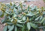 Azalie - inaczej  Rhododendron -to długowieczne krzewy ogrodowe o miękkich, lekko owłosionych liściach. Ich główną ozdobą są jednak piękne kwiaty. Rośliny te potrzebują kwaśnego, próchnicznego podłoża. Ważne jest także, aby było wilgotne.