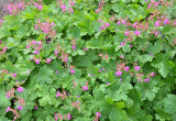 Bodziszek -  to rodzaj byliny , obejmujący około 300 gatunków. W Polsce występuje naturalnie 16 gatunków, kilka jest też uprawianych jako rośliny ozdobne. Od wiosny do jesieni ozdobą bodziszków są bujne liście o pięknym kształcie.