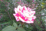Pierwsza róża dwubarwna w paski. 