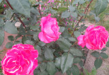 Pierwsza róża o cudnej barwie. 