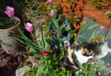 tulipany, anemon i kot