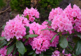 Azalia  inaczej Różanecznik, często zwany również rododendronem, to bogaty w gatunki rodzaj krzewów należący do rodziny wrzosowatych. 