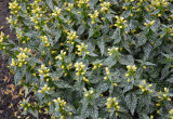 Gajowiec żółty – gatunek rośliny wieloletniej :)
