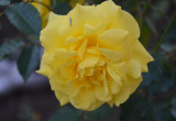 Róża  o wdzięcznej nazwie  ' Frezja "
