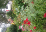 Widok ogrodu z piekna roza pnaca bocianem sztucznym oraz zoltym wiatrakiem..