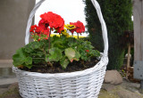 Z koszyka po bukiecie kwiatów zrobiłam ozdobną donicę do pelargonii :)