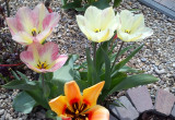 Tulipany botaniczne.