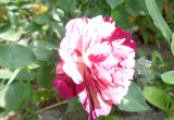 Wielobarwna róża