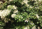 Hortensja pnąca pokrywa dziś całą południową stronę altanki, dając przyjemny cień i słodki zapach kwiatów wabiących  owady i motyle.