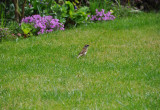 Jednym z gości naszego ogrodu są oczywiście ptaszki :)
