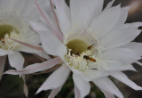 Kwitnący kaktus jest rajem dla innych owadów.