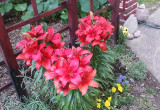 Miniaturowe lilie w kolorze ognistej czerwieni -mój nabytek  Z   Targach Ogrodniczych w Kielcach.