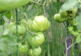 pomidory - jeszcze zielone
