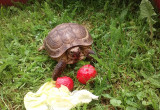 Prawie trzydziestoletni  bywalec mojego ogrodu żółw stepowy.