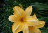Wysokie liliowce  w kolorze żółty -pochodzą z przydrożnego rowu  iwspaniale prezentują się przy oczku wodnym.