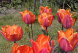Azalia tulipany
