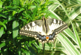 Motyle- klejnoty w ogrodzie.