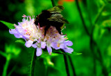 Pszczółka na kwiatku znalezionym i przesadzonym z łąki.