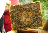 pszczoły na jednej z ramek