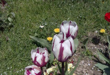 Tulipany pierwiosnki stokrotki maje
