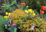 Wiosną tulipany wprowadzają ukochany kolor w ogrodzie.