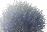 Bramę wjazdową na posesję zdobią dwa drzewka wiśni osobliwej "Umbraculifera".