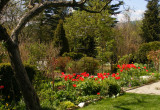 Czerwone tulipany,których z każdym rokiem przybywa.