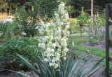 Juka - roślina zimozielona, pochodząca z Ameryki Północnej