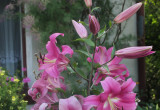 Lilie rosnące przed domem.