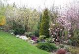 Na wiosennej rabacie króluje magnolia „Lennei”.