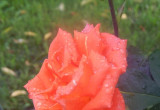 Róża w kroplach deszczu