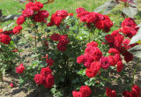 Różę rabatową charakteryzuje to, że na jednej łodydze jest kilkadziesiąt kwiatów
