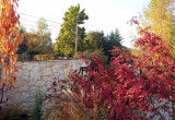 Wiśnia kolumnowa „Amanogawa” i jarząb dalekowschodni w ognistych jesiennych barwach.