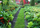 Zielona ścieżka oddzielająca warzywnik od  wiejskiej rabaty, w której oprócz kwiatów rośnie majeranek i buraczki  liściowe.