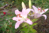 Lilie zasadzone w lipcu kwitną w październiku.