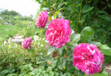 Wielobarwna róża wielkokwiatowa