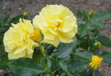 Żółte róże:)